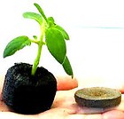 50 Pastillas de Germinació​n Efectiva. JIFFY. 50